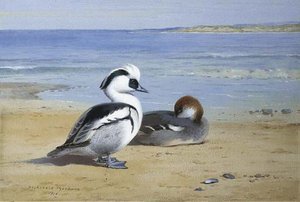 Smew — Archibald Thorburn