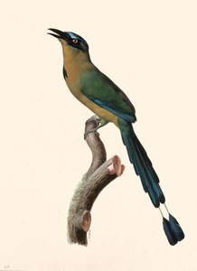 Blue-crowned Motmot - Momotus Coeruliceps — Jacques Barraband