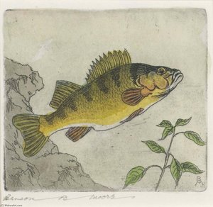 Yellow Perch — Benson B Moore