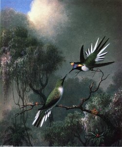 Two Hummingbirds (/sun Gems/'', Heliactin Cormuta)'' — Martin Johnson Heade