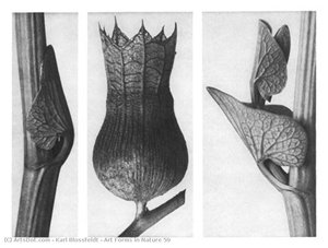 Art Forms In Nature 59 — Karl Blossfeldt