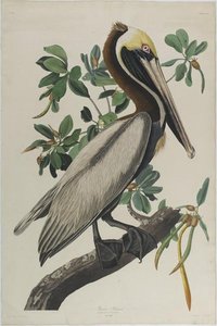 Brown Pelican — John James Audubon
