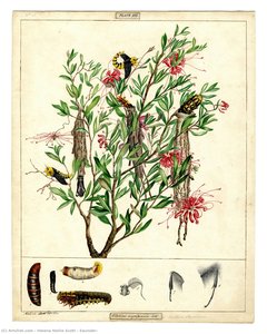 Saunder — Helena Nellie Scott