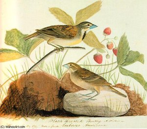 Black Throated Bunting (dickcissel) — John James Audubon