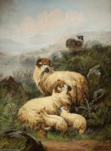 Mountain Sheep — John Morris