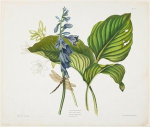 Common Hostas And English Dragon Fly — Robert Havell