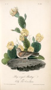 Bay-winged Bunting. Male. (prickly Pear. Cactus Opuntia.) — John James Audubon
