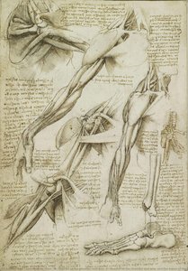 R: Muscles Of The Shoulder And Arm. V: Muscles Of The Shoulder And Arm, And The Bones Of The Foot — Leonardo Da Vinči, Renaissance Anatomical Study