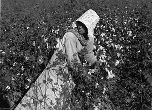 Mexican woman, seasonal labor contracted for by planters, picking cotton on Knowlton Plantation, Perthshire, Mississippi Delta, Mississippi
