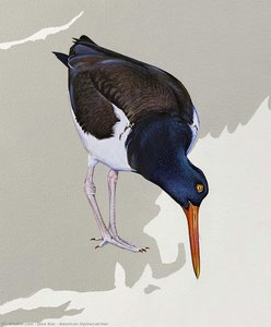 American Oystercatcher — Jane Kim