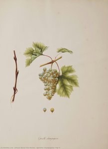 Epinette Champagnier [tab 7] — Johann Simon Von Kerner