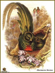 Couroucou Resplendissant — John Gould, Naturalistic Ornithology