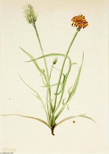 Grassleaf Agoseris (agoseris Graminifolia) — Mary Vaux Walcott