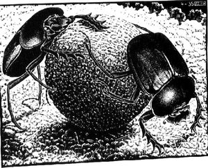 Scarabs — Maurits Cornelis Escher