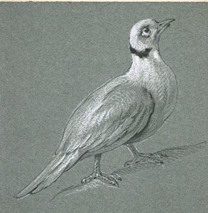 Collared Dove — Jean-baptiste Oudry