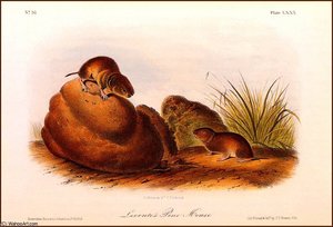 Le Contes Pine Mouse — John James Audubon
