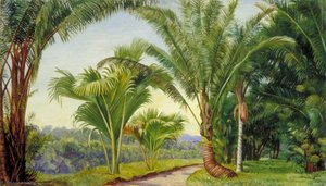 Palms In The Botanic Garden, Buitenzorg, Java — Marianne North, Impressionistic Botanical Study