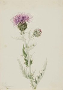 Prairie Thistle (cirsium Undulatum) — Mary Vaux Walcott
