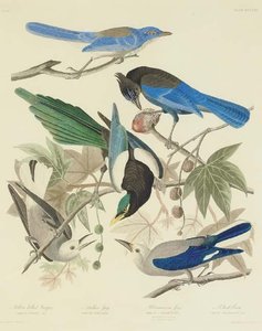 Yellow Billed Magpie. Stellers Jay. Ultramarine Jay. Clark's Crow — Robert Havell
