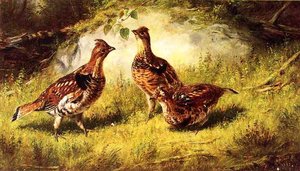 Ruffed Grouse — Arthur Fitzwilliam Tait