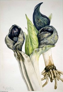 Skunk Cabbage (spathyema Foetida) — Mary Vaux Walcott