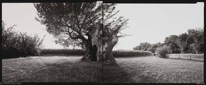 Former National Champion American Elm, Kansas, 2001 — Barbara Bosworth