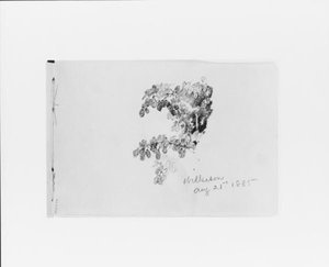 Wilkeson Aug 21st 1885. Nature Study — William Trost Richards