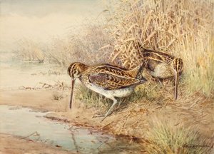 Snipe — William Arnold Woodhouse