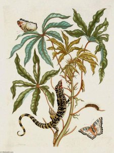 Jatropha Moth, Lizard Manioc