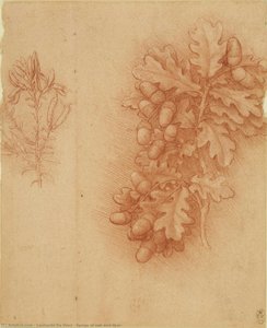 Riegos De Roble Y Hierba De Dyer — Leonardo Da Vinci