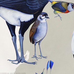 Jocotoco Antpitta — Jane Kim