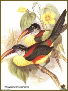 Toucan De Beauharnais — John Gould