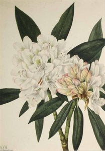 Rosebay Rhododendron (rhododendron Maximum) — Mary Morris Vaux Walcott