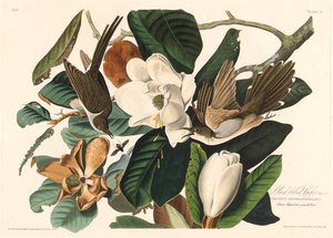 Black-billed Cuckoo — Robert Havell