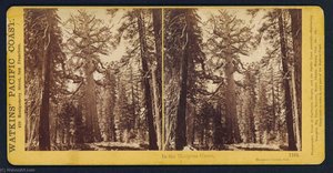 Watkins' Pacific Coast In the Mariposa Grove, Mariposa County, California