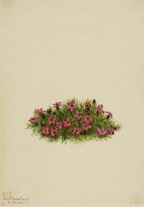 Moss Campion (silene Acaulis) — Mary Morris Vaux Walcott