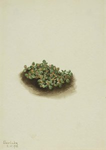 Snow Willow (salix Nivalis) — Mary Morris Vaux Walcott