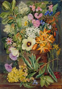 Flowers Of St Johns In Pondo Basket — Marianne North