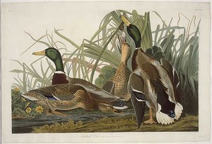 Mallard Duck — Robert Havell