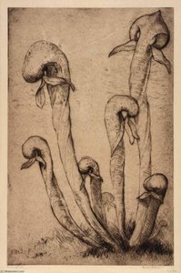 Darlingtonia — Bertha Evelyn Jaques