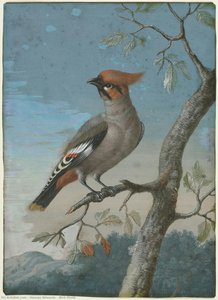 Bird Study — George Edwards