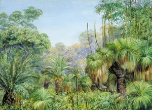 Forest Scene In West Australia — Marianne North, Victorian Botanical Painting