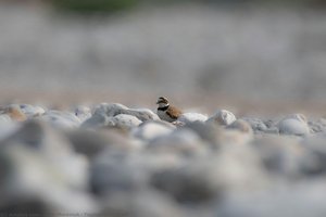 Tagliamento River — Alan Morassut