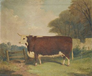 A Prize Cow by a Gate