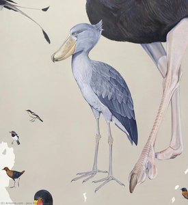Shoebill — Jane Kim