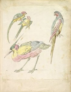 Hunched Heron And Three Perched Parrots — Jean-baptiste Oudry