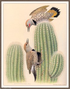 Northern Gilded Flicker — August Albert Zimmermann