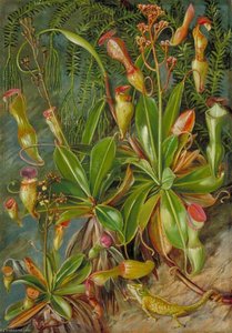 The Seychelles Pitcher Plant In Blossom And Chamaeleon — Marianne North, Victorian Botanical