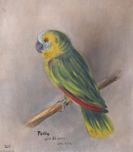 Miss Chichester's Parrot, 'Polly', Aged 32 (study)