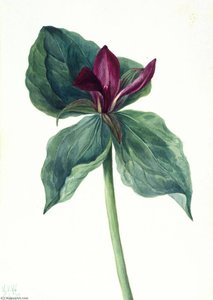Whippoorwill Flower (trillium H.) — Mary Vaux Walcott